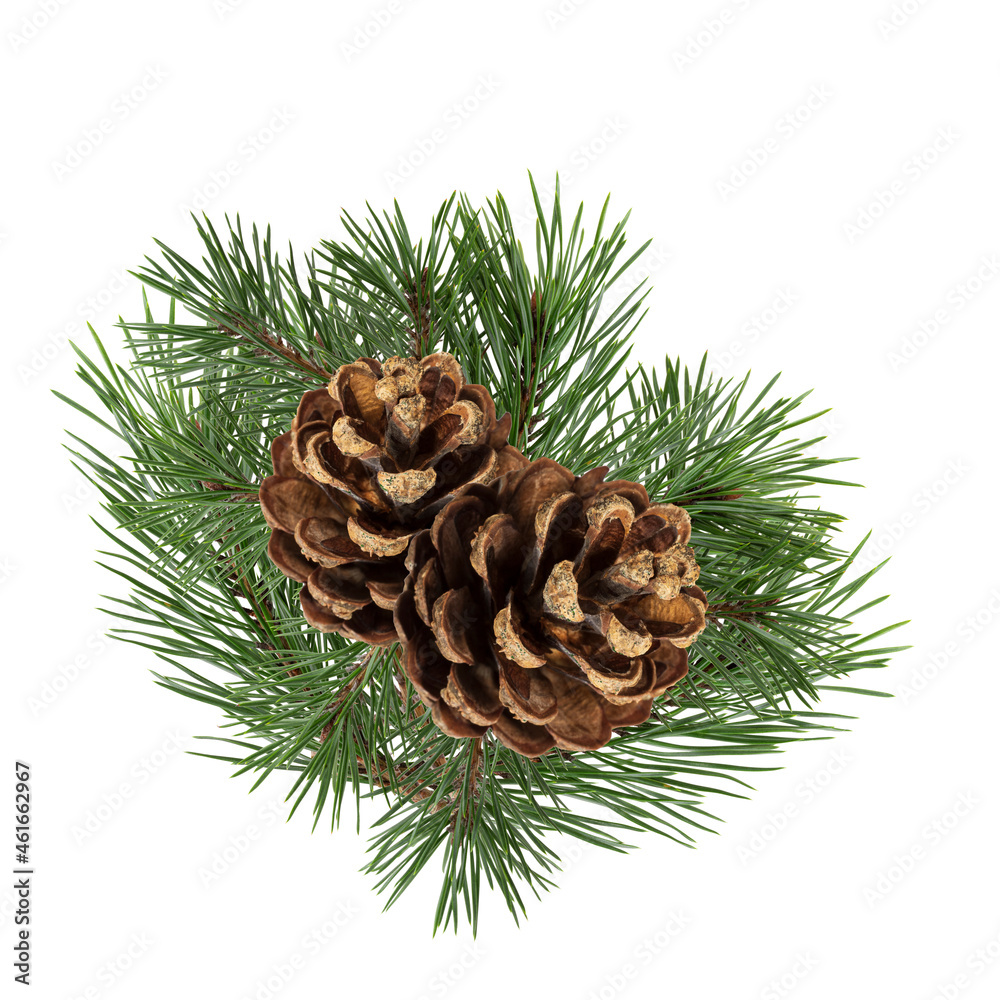 Poster a branch of a Christmas tree with cones in isolation on a white background