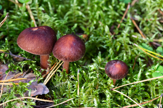a poisonous mushroom of dark brown color grows in the forest in autumn. Three mushrooms together. The concept is a toxic family, Cortinarius brunneus