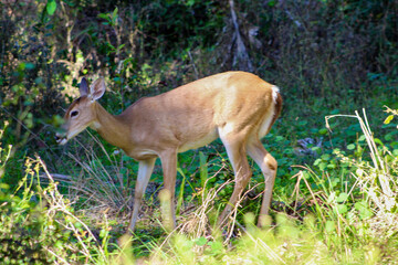 Deer in battlefield park in Florida