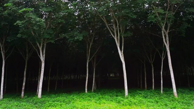Para rubber tree, Latex rubber, Plantation and tree rubber with in southern Thailand, FHD Slow motion