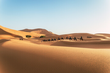 Fototapeta na wymiar A caravan of camels moves through the dunes of the Sahara desert in Morocco