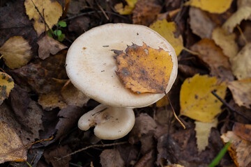 A poisonous grayish-white mushroom clitocybe nebularis in the forest among autumn leaves. An autumn...