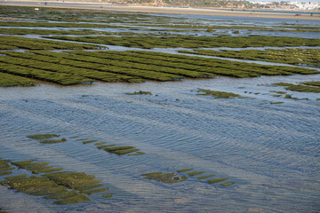 Growing Oysters