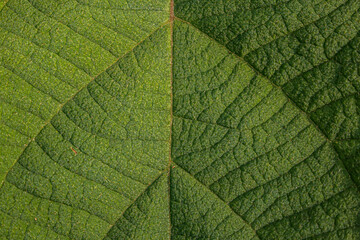 green leaf texture