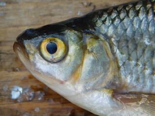 common rudd Scardinius erythrophthalmus is a bentho-pelagic freshwater fish, widely spread in Europe and middle Asia freshwater cyprinid species fish yellow eye and red fins