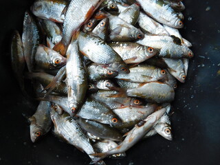 roach rutilus rutilus caught during biomanupulation pest fish reduction in a freshwater reservoir...