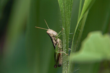 the grasshopper is lurking