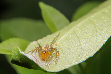 the spider is guarding the egg