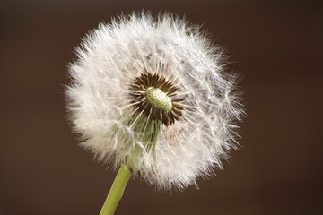 close up of a dandelion looking inside. Macro shot