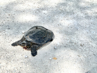 softshell turtle crosses dirt road in swamp