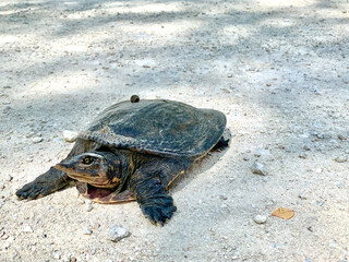softshell turtle crosses dirt road in swamp