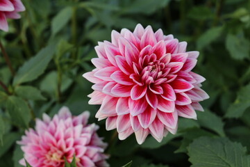 Beautiful pink Dahlia flower close up photo at nature with a green background.Gardening,