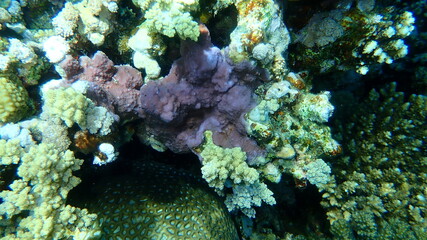 Pore coral, microporous coral or hump coral (Montipora tuberculosa) undersea, Red Sea, Egypt, Sharm...