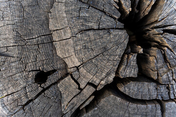 Close-up photo of an old stump with large and small cracks