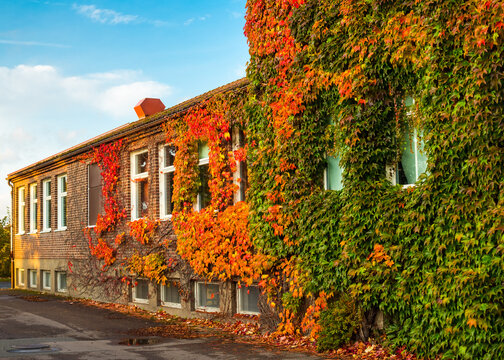 Autumn Ivy On School Building In Sweden