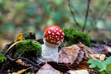 Amanita muscaria mushroom in the forest, just sprouted - the birth of the fly agaric