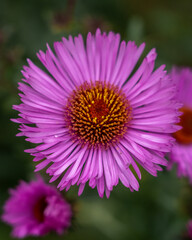 close up of a pink flower