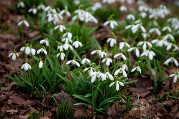 Flowers snowdrops in garden, sunlight. First beautiful snowdrops in spring. Common snowdrop blooming. Galanthus nivalis bloom in spring forest