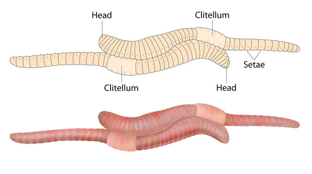 Sexual reproduction involves two earthworms