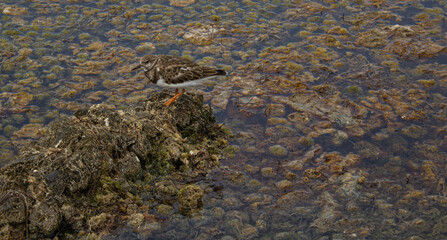 Natural dark background. Small bird Actitis hypoleucos amidst brown algae.