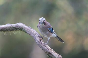 European Jay Garrulus glandarius juvenile or adult in close view
