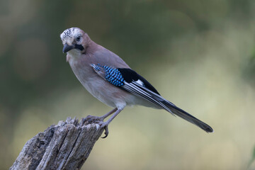 European Jay Garrulus glandarius juvenile or adult in close view
