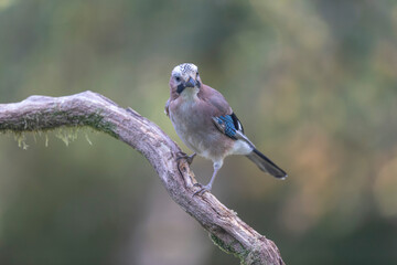 European Jay Garrulus glandarius juvenile or adult in close view