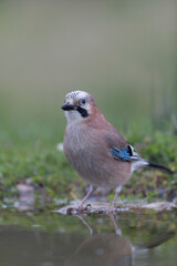 European Jay Garrulus glandarius juvenile or adult in close view