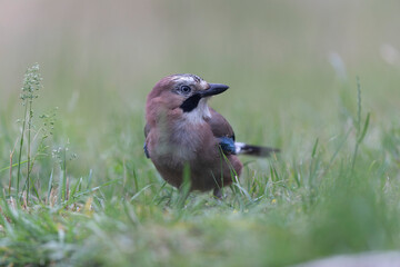 European Jay Garrulus glandarius juvenile or adult in close view