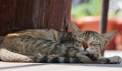 High quality image of  a lazy cat on the floor. Cat in urban setup