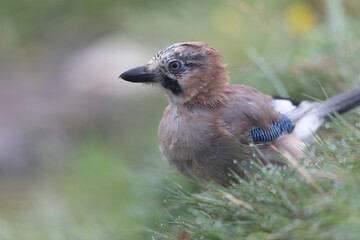 European Jay Garrulus glandarius juvenile or adult in close view