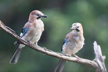 European Jay Garrulus glandarius juvenile or adult in close view