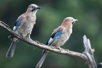 European Jay Garrulus glandarius juvenile or adult in close view