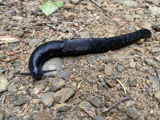 Black arion (Arion ater), European black slug or Large black slug, Grosse Schwarze Wegschnecke, Veliki crni puž, Crni arion ili Europski crni puž - Lokve, Gorski kotar (Croatia - Hrvatska)