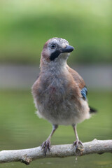European Jay Garrulus glandarius juvenile or adult in close view