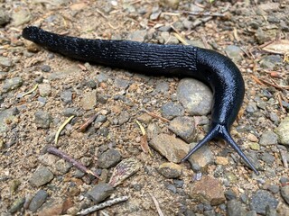 Black arion (Arion ater), European black slug or Large black slug, Grosse Schwarze Wegschnecke, Veliki crni puž, Crni arion ili Europski crni puž - Lokve, Gorski kotar (Croatia - Hrvatska)
