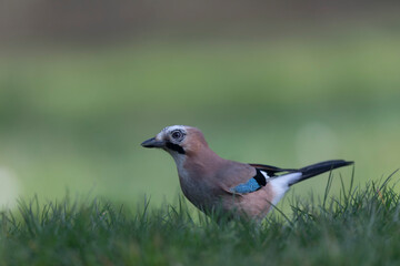 European Jay Garrulus glandarius juvenile or adult in close view