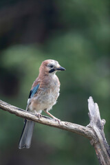 European Jay Garrulus glandarius juvenile or adult in close view