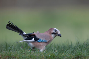 European Jay Garrulus glandarius juvenile or adult in close view