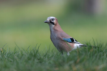 European Jay Garrulus glandarius juvenile or adult in close view