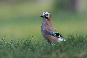 European Jay Garrulus glandarius juvenile or adult in close view