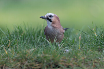 European Jay Garrulus glandarius juvenile or adult in close view