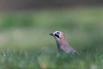 European Jay Garrulus glandarius juvenile or adult in close view