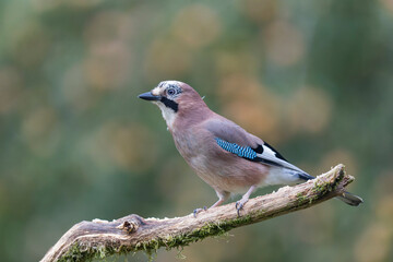 European Jay Garrulus glandarius juvenile or adult in close view