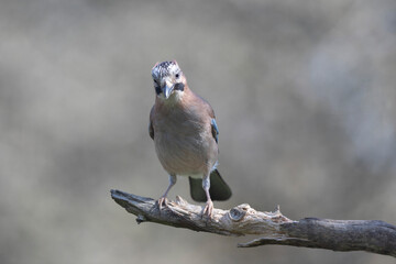 European Jay Garrulus glandarius juvenile or adult in close view