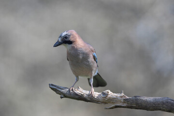 European Jay Garrulus glandarius juvenile or adult in close view