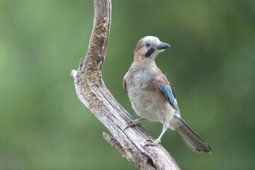 European Jay Garrulus glandarius juvenile or adult in close view