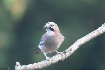 Fototapeta premium European Jay Garrulus glandarius juvenile or adult in close view