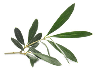 Fototapeta na wymiar Olive tree branch with green leaves on white background