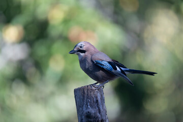 European Jay Garrulus glandarius juvenile or adult in close view